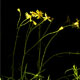 Galatella linosyris | Goldaster (Goldmarie's plants with the name gold, Scan, archival pigment print: edition, size & prize on demand)