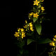 Lysimachia punctata | Goldfelberich (Goldmarie's plants with the name gold, Scan, archival pigment print: edition, size & prize on demand)