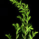 Solidago canadensis | Goldraute (Goldmarie's plants with the name gold, Scan, archival pigment print: edition, size & prize on demand)